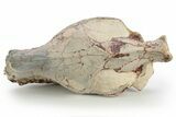 Fossil Oreodont (Eporeodon) Skull - South Dakota #249250-4